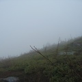 8234_branch.JPG