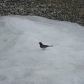8257_bird.JPG