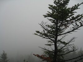 9129_one_tree_and_fog