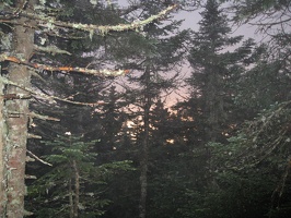 9220_forest_with_sunset