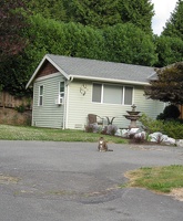9613_cat_that_stood_its_ground