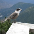 0948_grey_jay_closeup.JPG