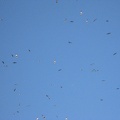 1167_birds.jpg