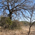 1617_pointy_vegetation.jpg