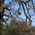 1618_spot_the_bird.jpg