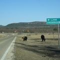 1648_cows_and_llano_vs_fredericksburg.jpg
