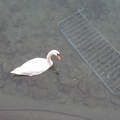 4455_swan.JPG