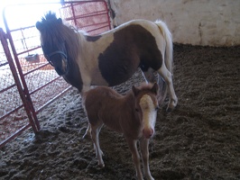 Miniature Baby Ponies, April 24