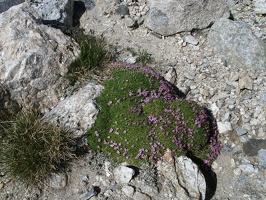 0593_alpine_vegetation