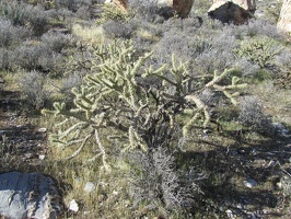 0194_cactus_with_branches