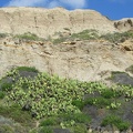 0413_cacti.JPG