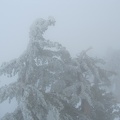 0446_snow_on_tree.JPG