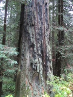 California Redwoods, November 16