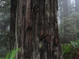 3279 tree trunk