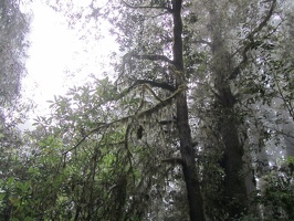 3282 moss on trees