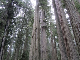 3300 redwood trunks