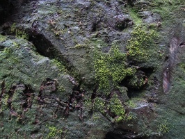 3327 carving in moss