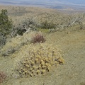 4444_desert_shrubbery.JPG