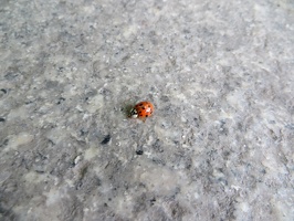 6839_ladybug