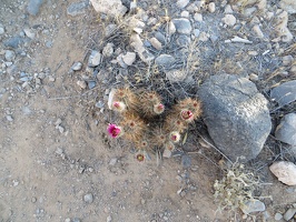 1837_flowering_cactus