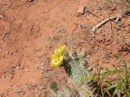 1954_cactus_flowers_yellow