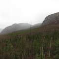 3706_forests.jpg