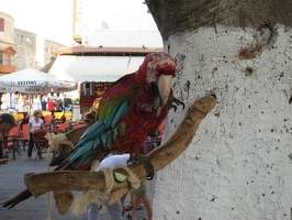 4694 parrot