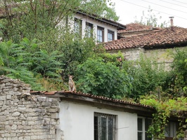5806 another dog on roof