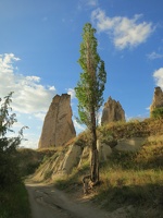 7148 hoodoos and tree