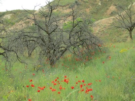 7291 poppies