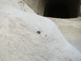 7932 beetle genus akis