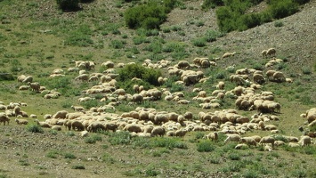 8147 sheep v1