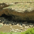 8149_heaps_of_sheep_under_overhang_v1.JPG