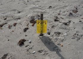 00531 warning sea turtle nest