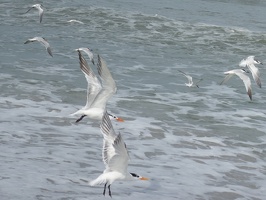 00540 flying seagulls