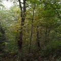 IMG_20150912_1450_starting_the_bushwhack.jpg