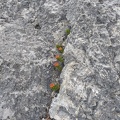 20160517_130355087_tiny_flowers_shot_on_lead.jpg