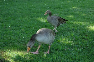 03734 two ducks