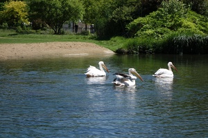 03759 pelicans