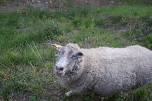 03955 sheep