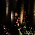 04068_flowers.JPG