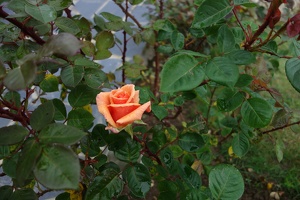 04299 orange rose