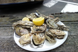 04337 plate of 15 oysters