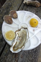 04343 big oyster