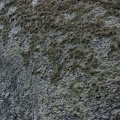 04841_mossy.JPG