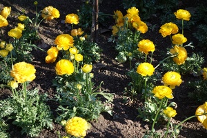 07162 yellow flowers