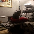20180211_192025_cat_v1.jpg