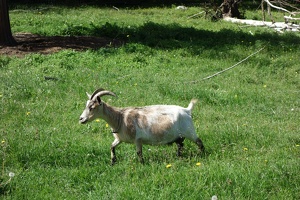 07511 goat
