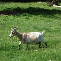 07511_goat.JPG