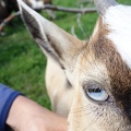 07556_goat_eye.JPG